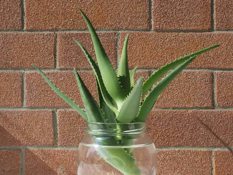 Aloe Vera - cette plante peut vivre sans terre
