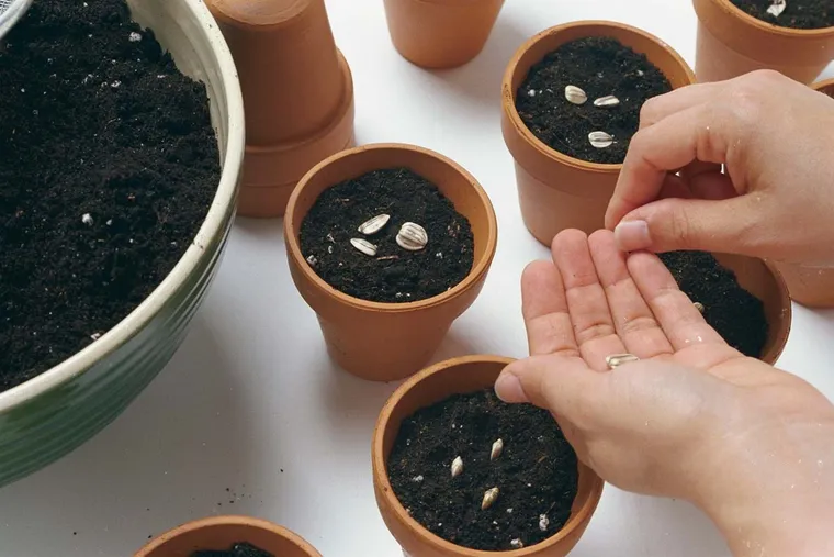 Combien de plantes comptez-vous semer