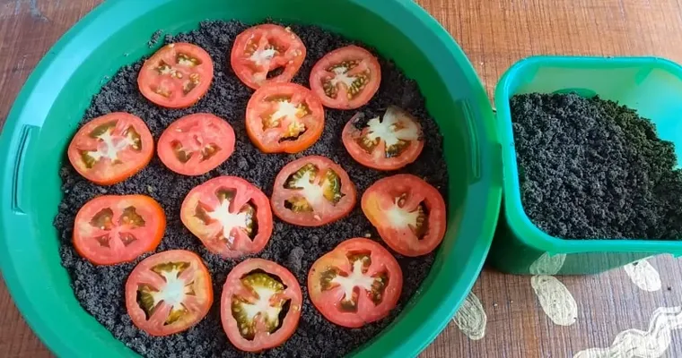 Comment faire des semis de tomates