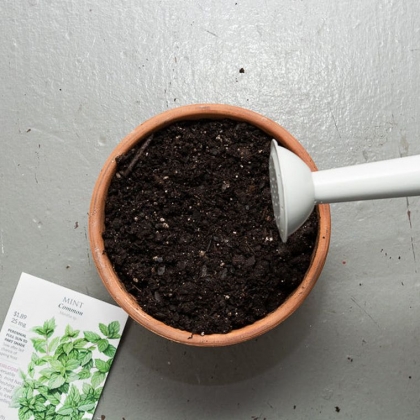 Dans quoi faire ses semis ? Les meilleurs pots pour vos plantes !