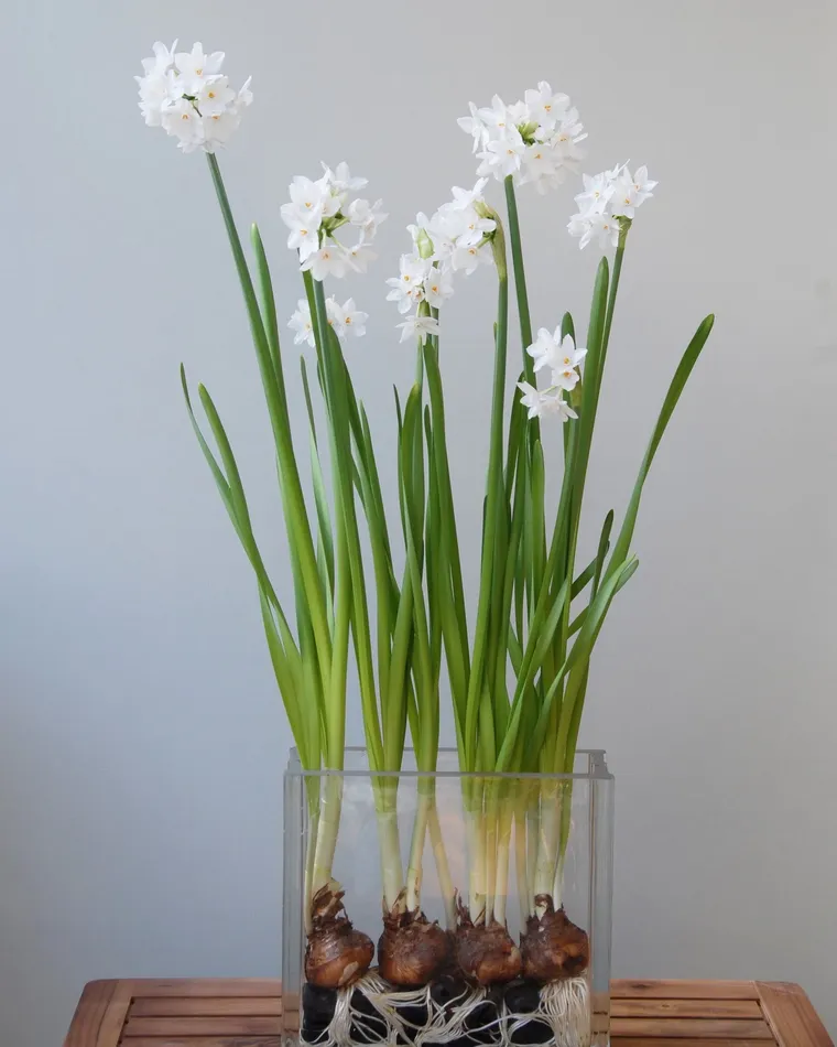 Narcissus tazetta - cette plante peut vivre sans terre