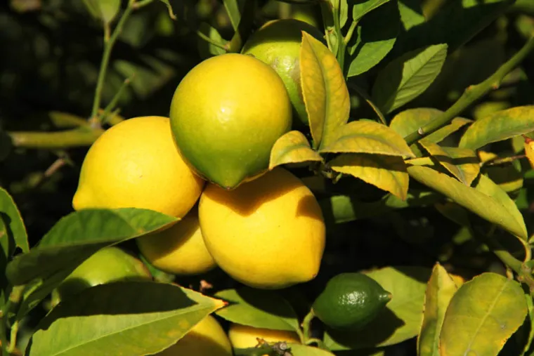 citronnier feuilles jaunes remèdes