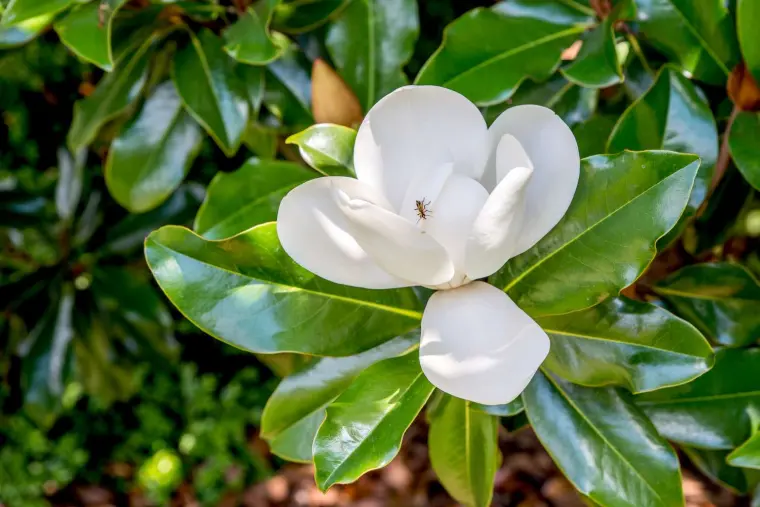 que planter avec un magnolia