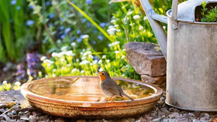 comment attirer les oiseaux dans son jardin