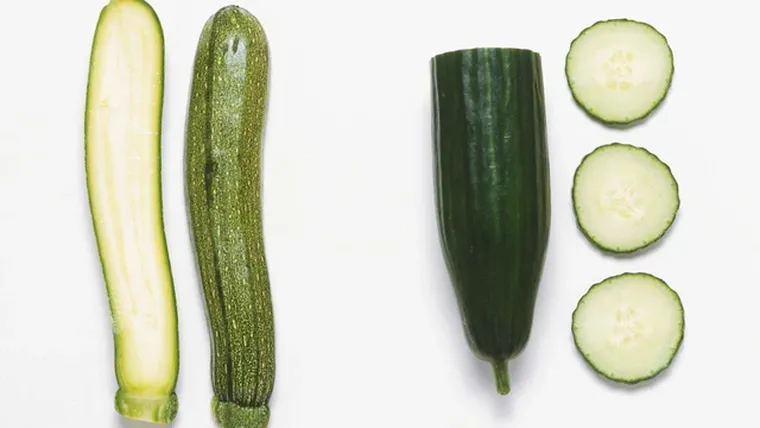 comment et quand semer le concombre et la courgette