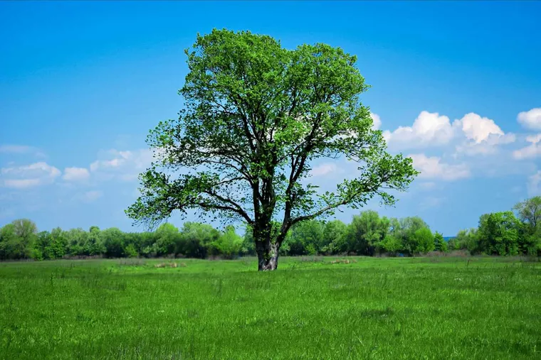 Comment les arbres réduisent la pollution atmosphérique