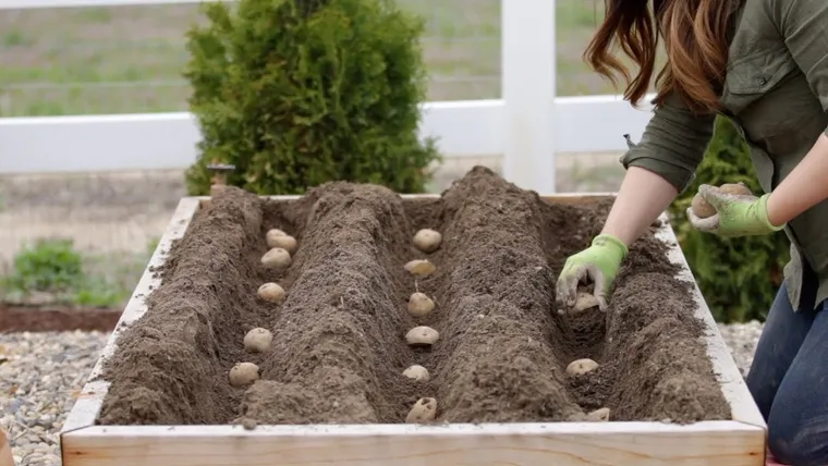 Comment planter les pommes de terre en 2023