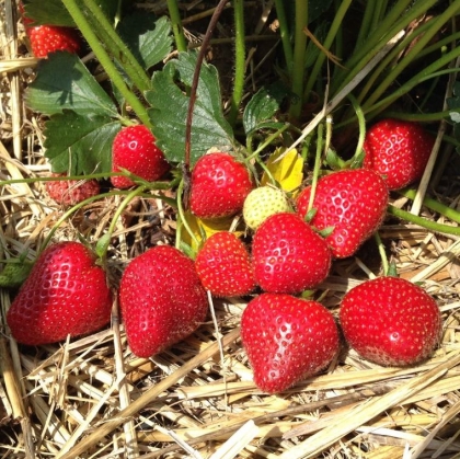 Quel paillage pour les fraisiers au jardin