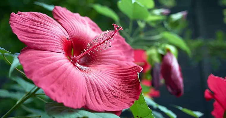 Taille des hibiscus jardin rustiques
