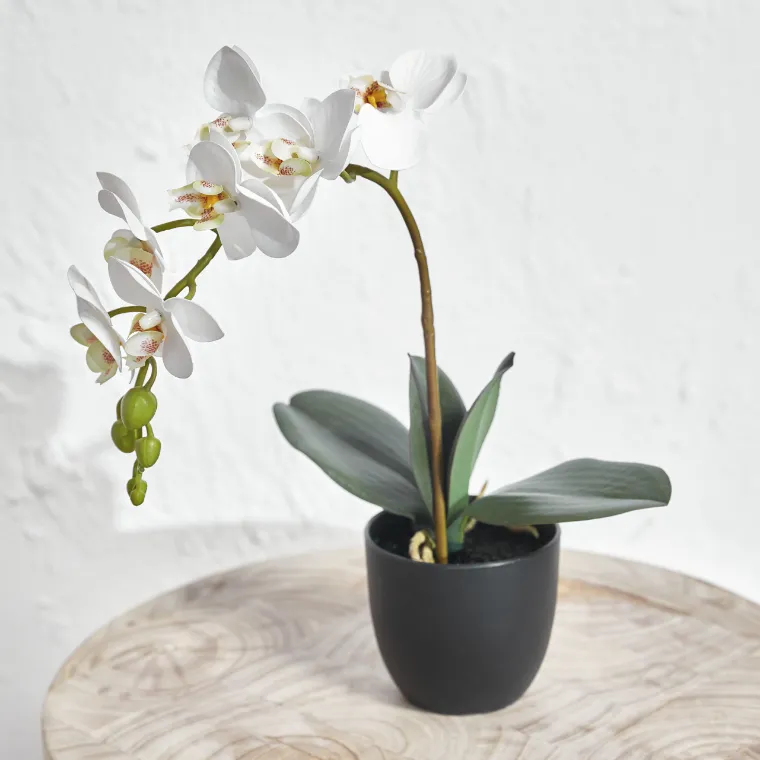 orchidée blanche signification spirituelle