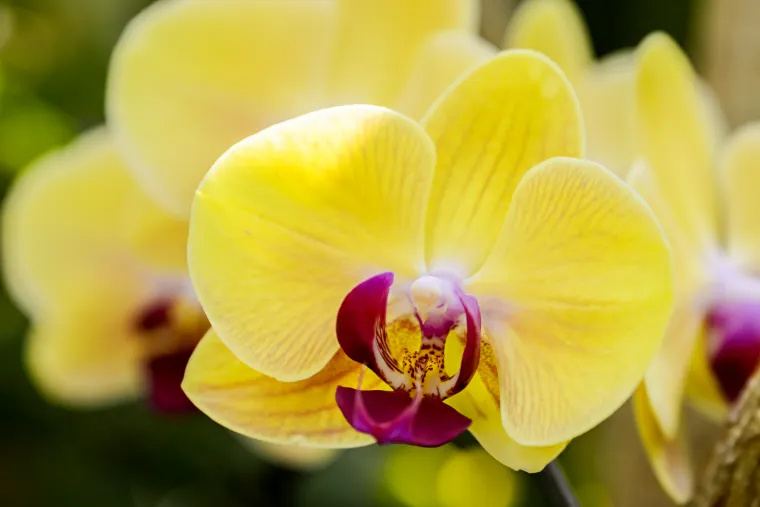 orchidées jaunes symbole nouveau départ