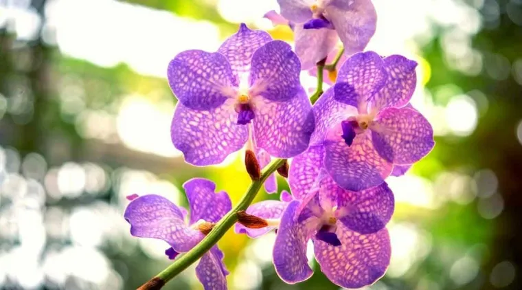 orchidées violettes quelle signification