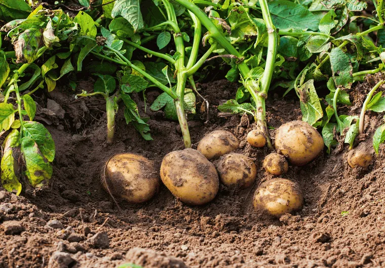 planter patates