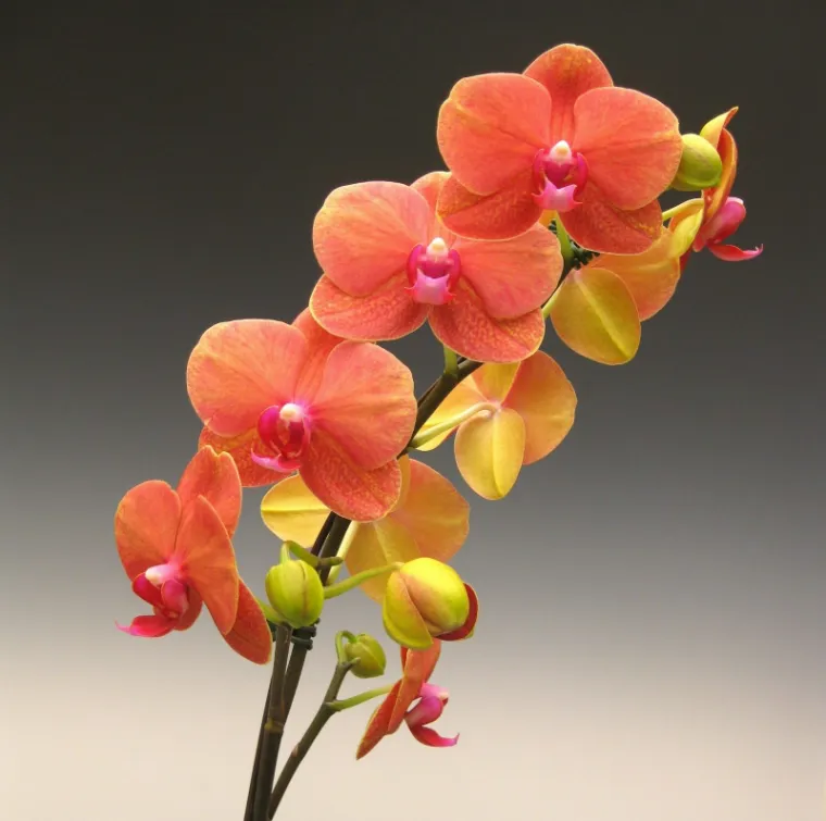 que signifie la couleur orange orchidées