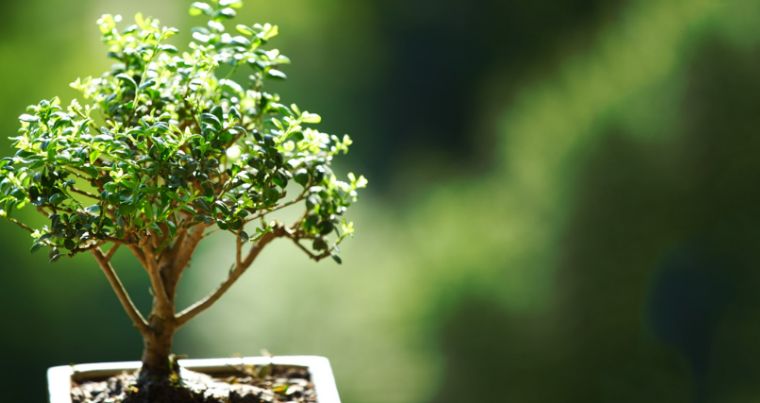 sauver bonsaï qui perd ses feuilles