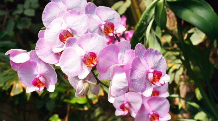 signification de la couleur de l'orchidée rose