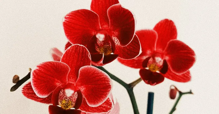 signification de la couleur de l'orchidée rouge