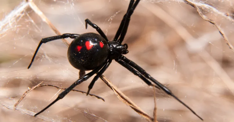 veuve noire insecte araignee dangereuse
