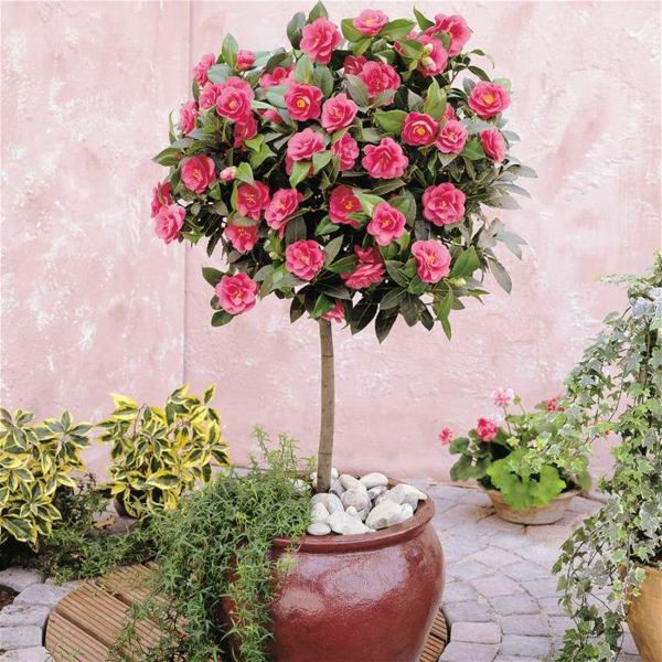 Camellia japonica en pot pour jardin d'hiver