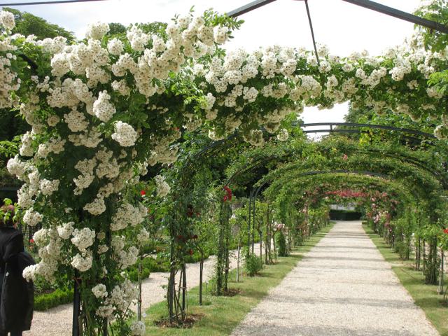 Jardin fleuri romantique blanc