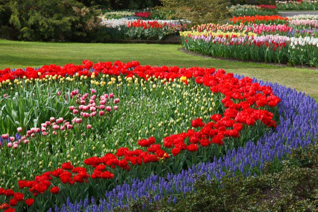 Jardin fleuri tulipes
