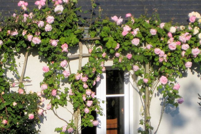 Jardin romantique rose