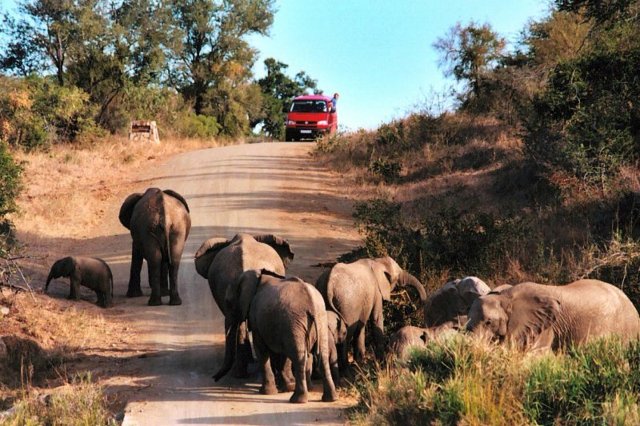 Kruger parc national afrique du sud