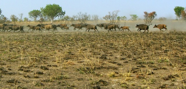 Pendjari National Parc Benin peaux endroits