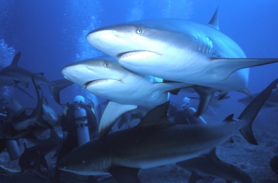 Pour adeptes sports adrenaline plongez requins expérience sensationnelle