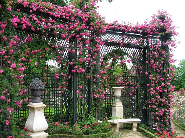 Roses jardin romantique