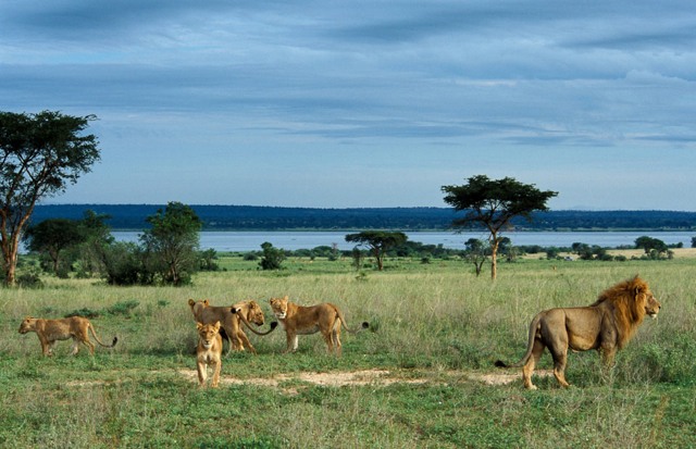 Ouganda Parc National Murchison