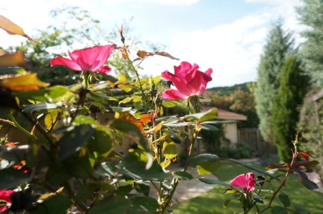l'aménagement extérieur avec roses source d'inspiration