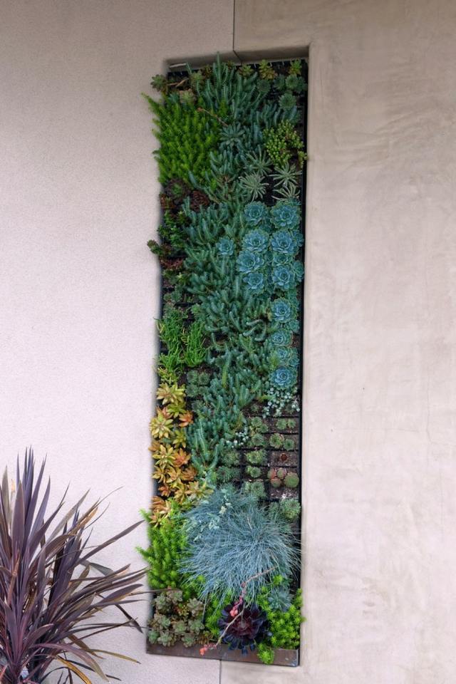 amenagement exterieur jardin vegetalise mur succulent
