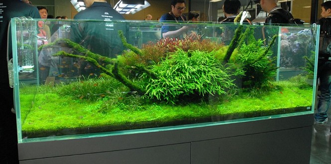 aquarium avec jardin japonais