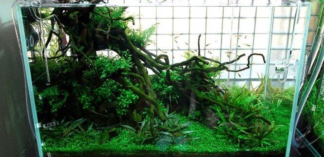 aquarium avec jardin style japonais