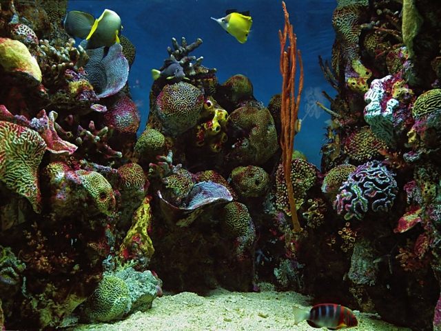 aquarium national baltimore maryland