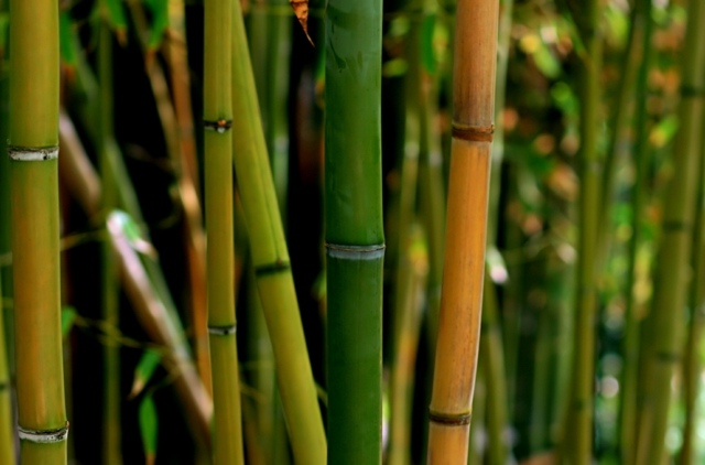 bambou chance Dracaena sanderiana