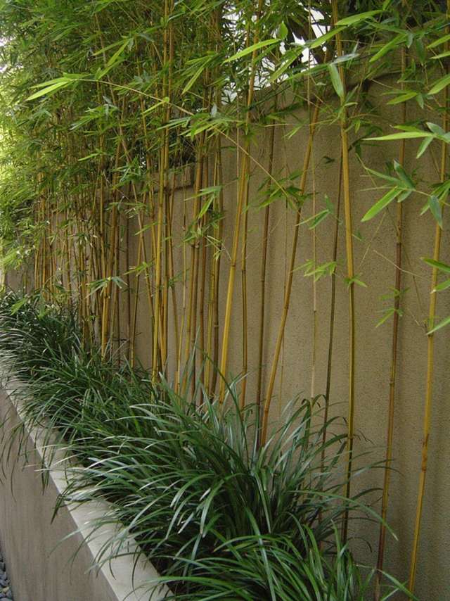 bambous cloture jardin idée