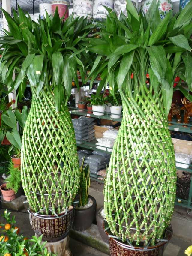 bambous forme ananas