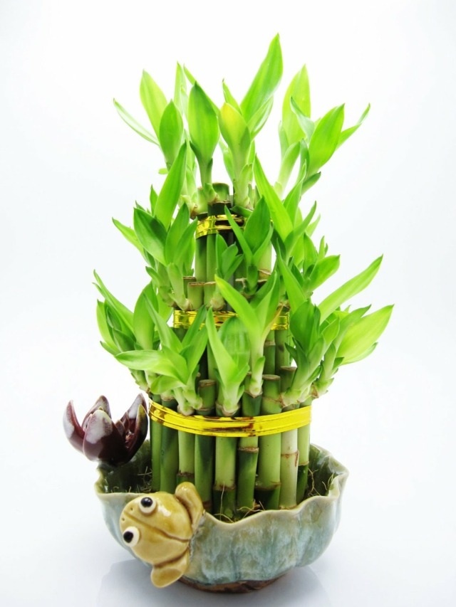 bambous petit pot decoration grenouille