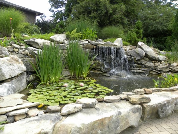 bassin à koi plantes vertes