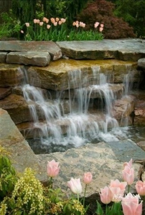 bassin de jardin dalle pierre tulipe rose