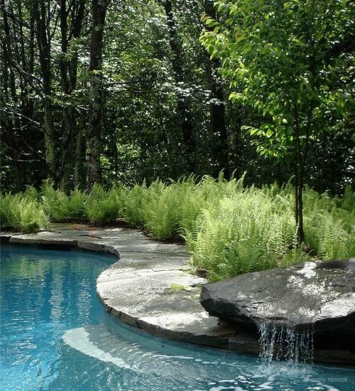 bassin de jardin fontaine fougere piscine eau bleu