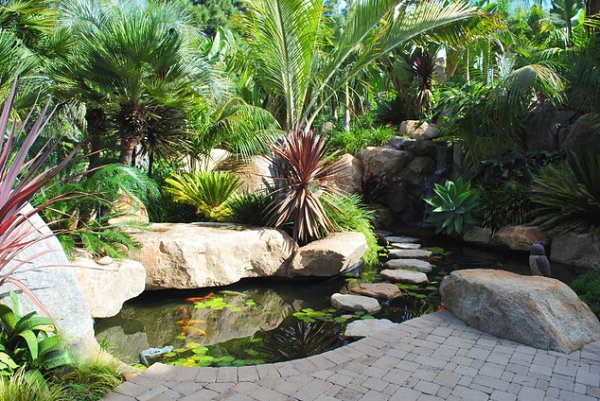 bassin de jardin végétation abondante