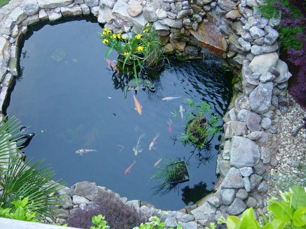 bassin koi poisson plantes