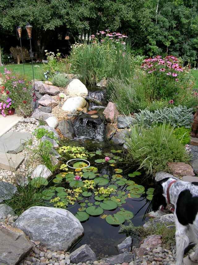 beau bassin eau plantes