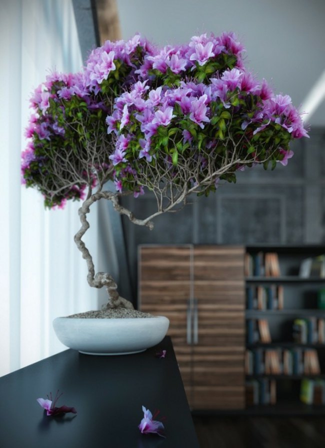 bonsaï violet sur buffet