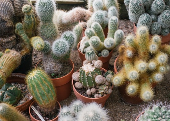 cactus nains dans pots