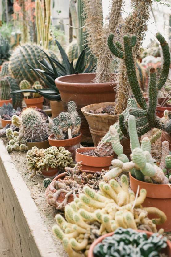 cactus plantes succulentes pots