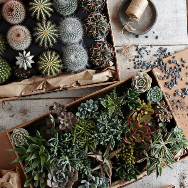 cactus pots décoration jardin plantes